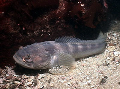 Porichthys notatus