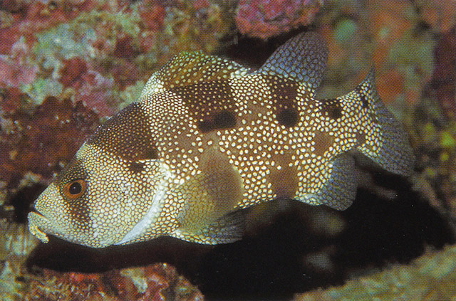 Pogonoperca ocellata