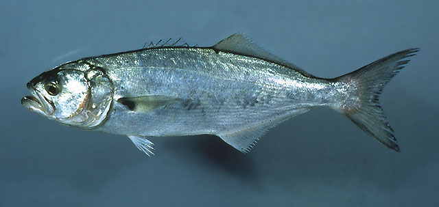Pomatomus saltatrix