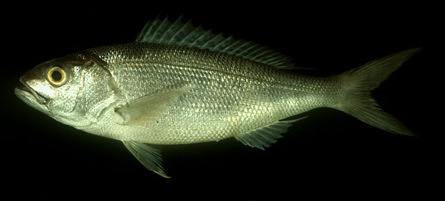 Pristipomoides filamentosus