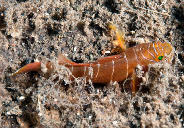 Priolepis profunda