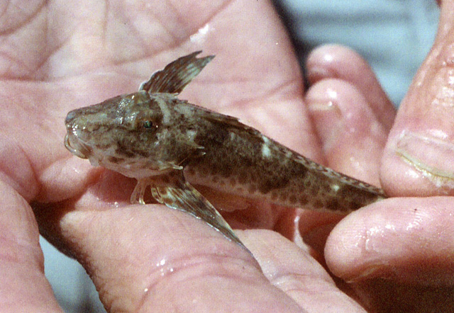 Prionotus scitulus