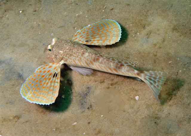 Prionotus scitulus