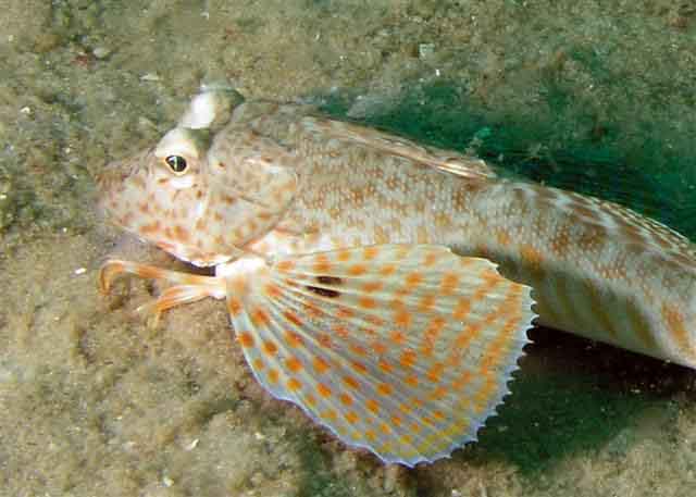 Prionotus scitulus