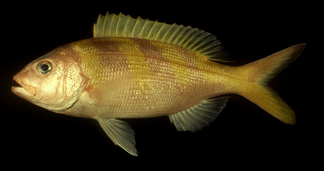 Pristipomoides zonatus