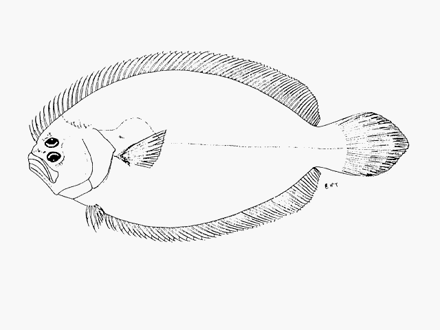 Pseudorhombus arsius