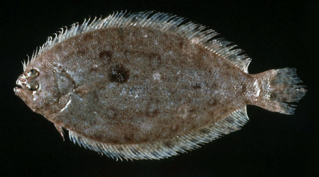 Pseudorhombus arsius