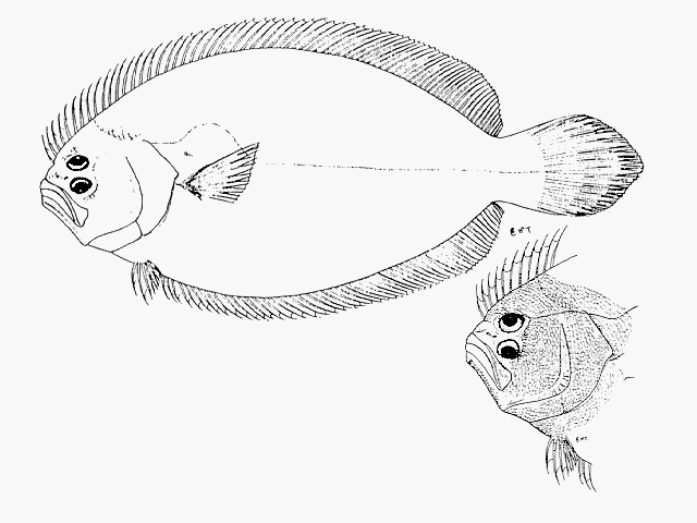 Pseudorhombus arsius