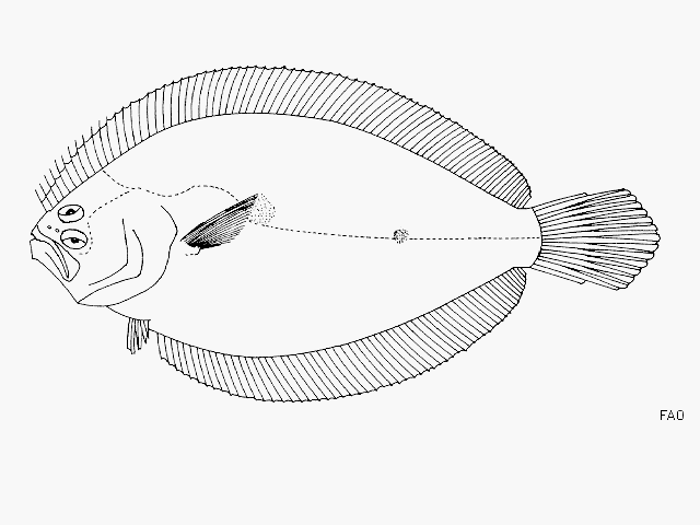 Pseudorhombus arsius