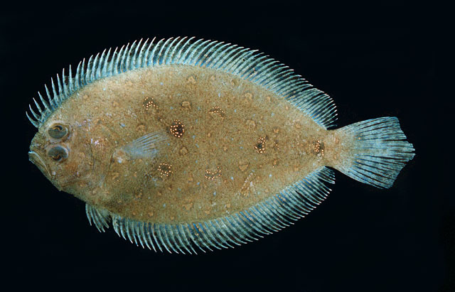 Pseudorhombus arsius