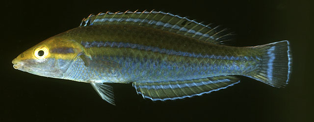 Pscer_m1.jpg