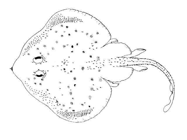 Psammobatis extenta