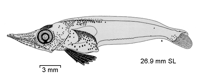 Pseudochaenichthys georgianus