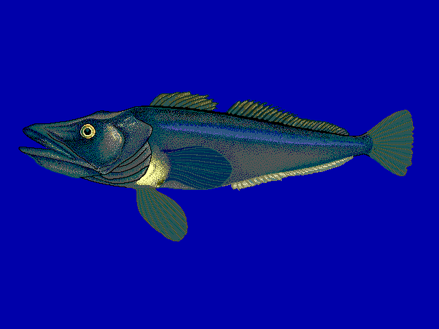 Pseudochaenichthys georgianus