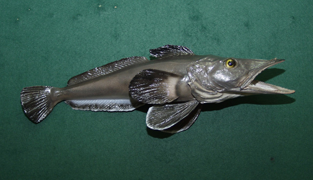 Pseudochaenichthys georgianus