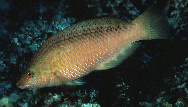 Pseudolabrus japonicus