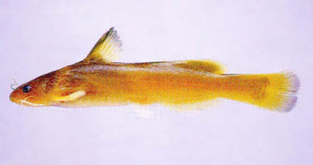 Pseudobagrus koreanus