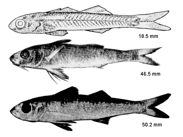 Pseudupeneus maculatus