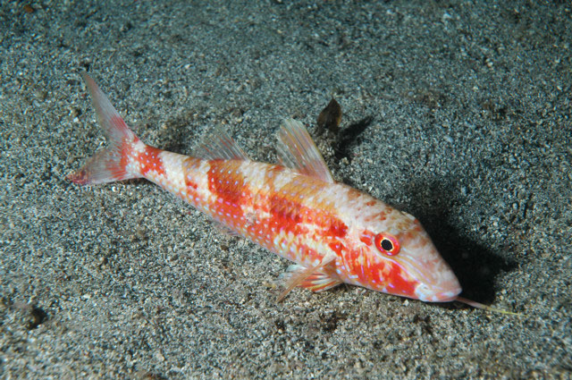 Pseudupeneus maculatus