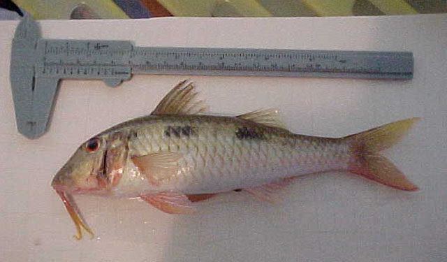 Pseudupeneus maculatus