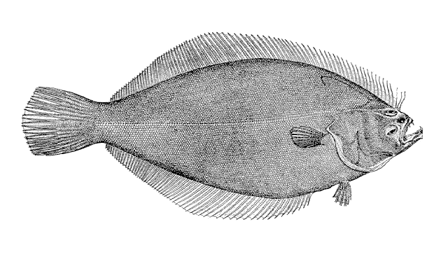 Psettichthys melanostictus