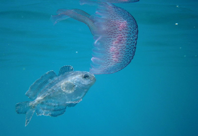 Psenes pellucidus