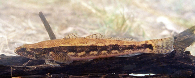 Pseudaphritis urvillii