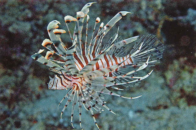 Pterois andover