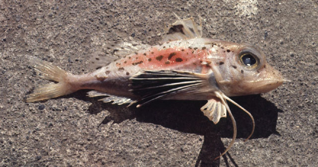 Pterygotrigla hemisticta