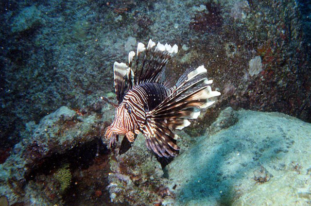 Pterois miles