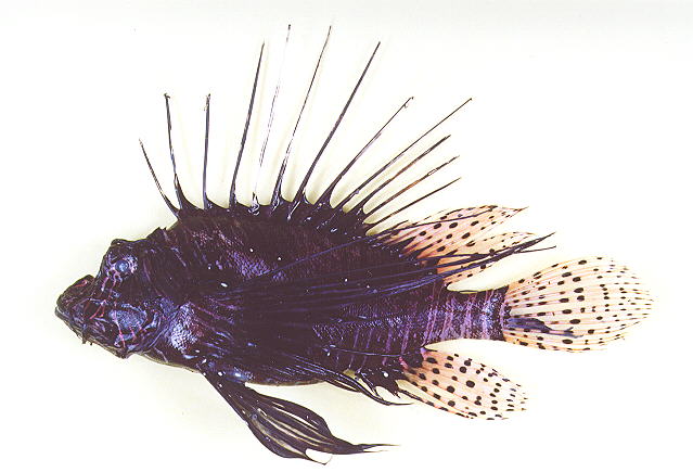 Pterois miles