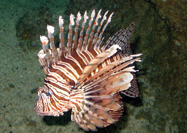 Pterois miles