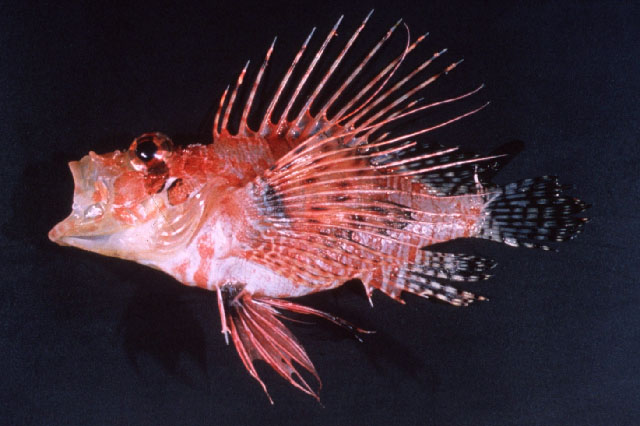 Pterois mombasae