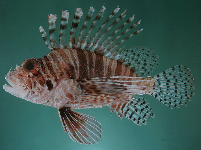 Pterois mombasae