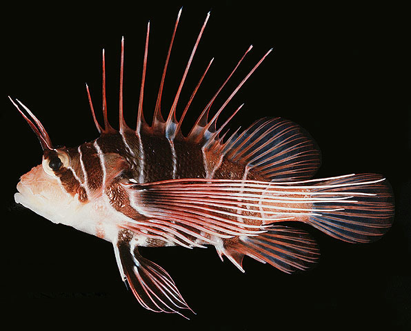 Pterois radiata