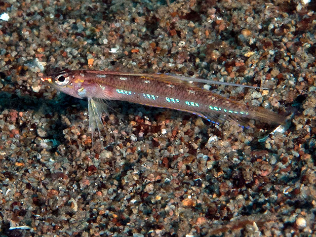 Pteropsaron springeri