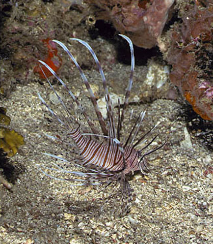 Pterois volitans