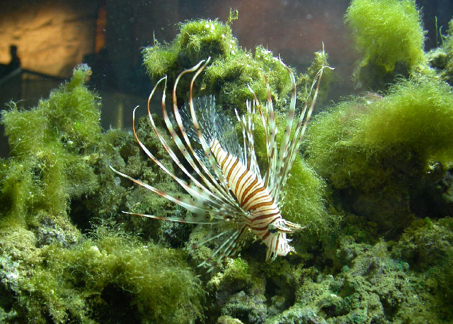 Pterois volitans