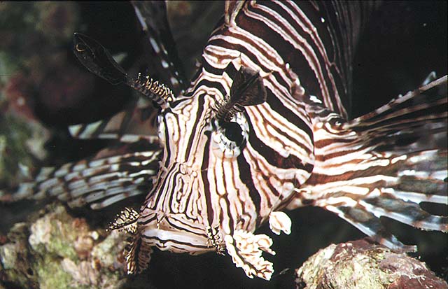 Pterois volitans