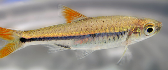 Rasbora api