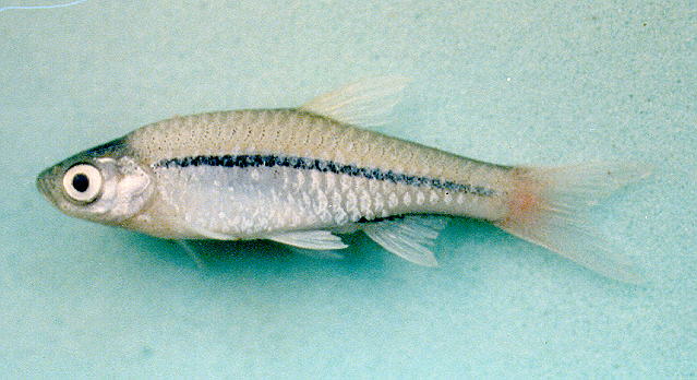 Rasbora borapetensis