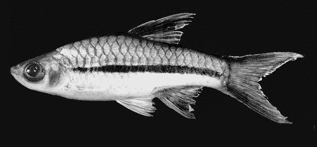 Rasbora sarawakensis