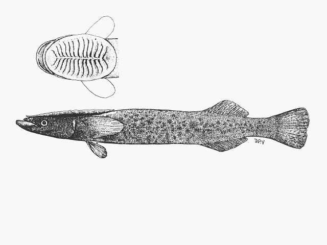 Remora albescens