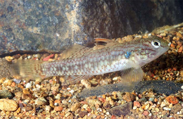 Redigobius leveri