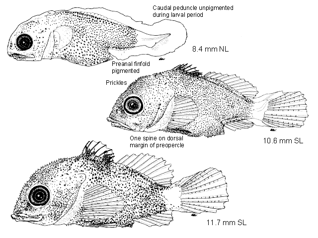 Rhamphocottus richardsonii