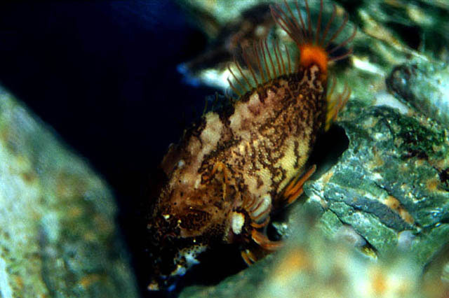 Rhamphocottus richardsonii