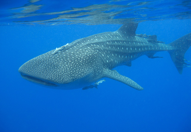 Rhincodon typus