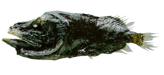 Rondeletia bicolor