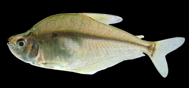 Roeboides descalvadensis