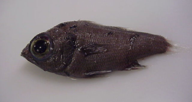 Rosenblattia robusta